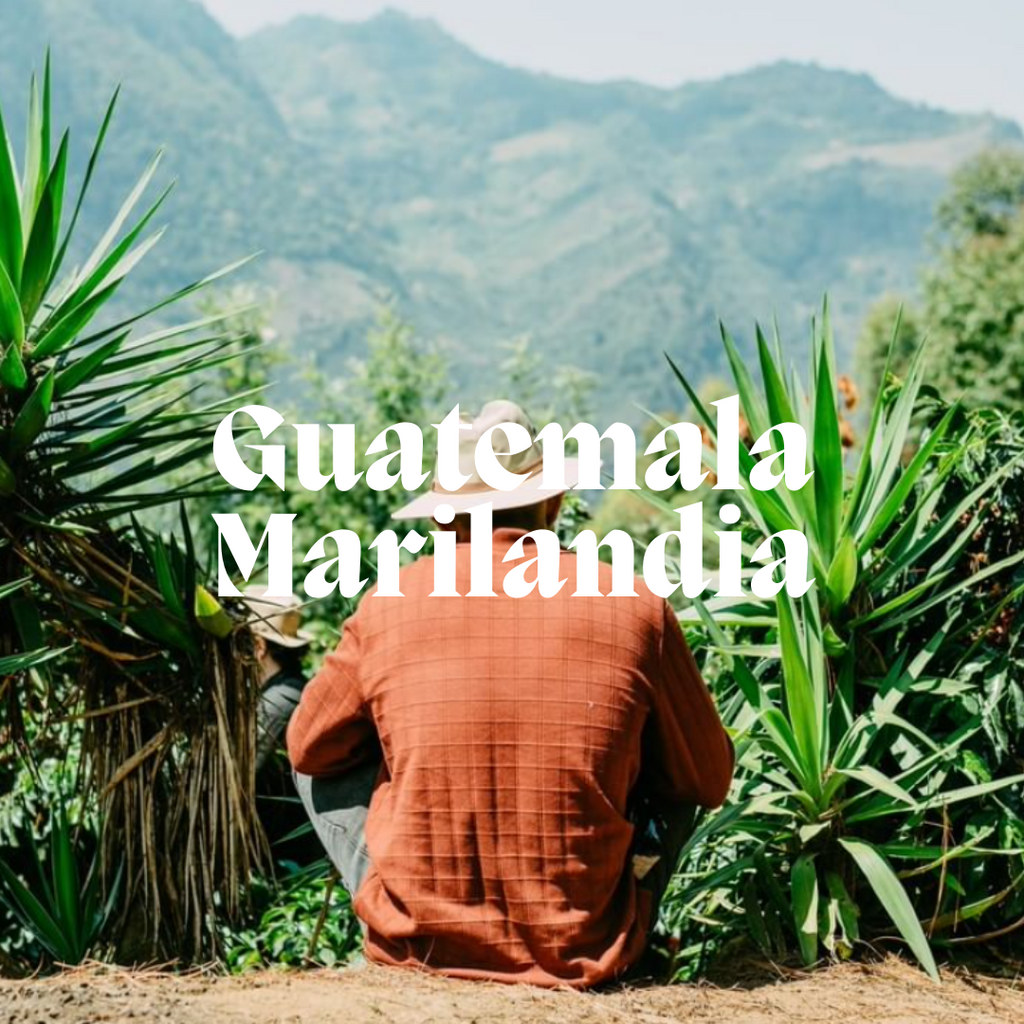Guatemala Marilandia - Single Origin